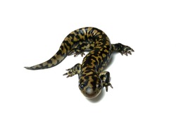 Tiger Salamander (Ambystoma tigrinum) on a white background.