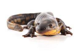 Face to face with a Tiger Salamander. Isolated on a white background.