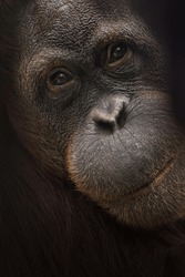 Orangutan close up portrait in Berlin zoo.