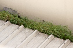grass are growing on rain gutter of house roof. wild weed is blocking water in rain gutter.
