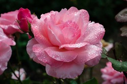 Pink rose in bloom with droplets
