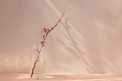 Composition in the style of minimalism. A dry apple branch with buds in a vase on a natural background with shadows and sunshine