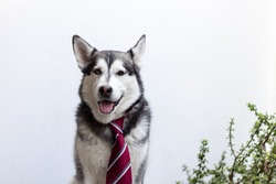 black cute siberian husky with a red tie posing in front of a white background