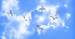 Flock of birds flying under beautiful sunny sky and clouds. Seagulls soaring in the sunny sky. view of the sky from the bottom up