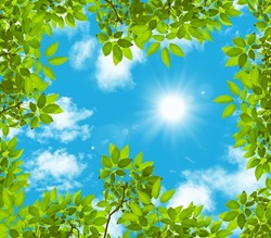 stretch ceiling sky model. green tree leaves. bottom up view sunny sky.