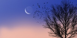Early morning sunrise glowing crescent moon. Silhouette of tree branches and flying flock of birds