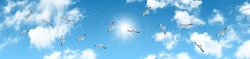 birds flying in the sky. flock of seagulls flying in panoramic sunny sky. horizontal sky view.