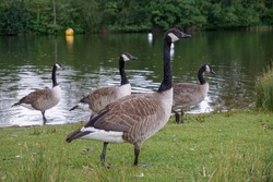 Group of Canadian geese all facing to the right. Water birds near lake in UK before migration starts. 