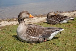 sleepy geese laying on grass next to lake. Two greylag geese water birds resting in the spring sunshine 