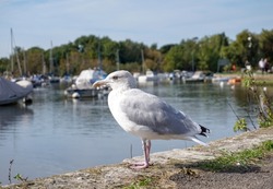 Gull bird standing on edge of river. sea gull portrait side view. coastal sea bird near boating river  

