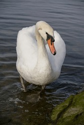 solo white swan stepping out of the water. mute swan bird 