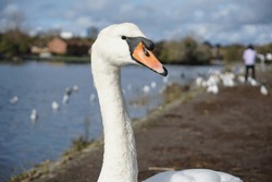 close up of white swan head and neck. swan bird on pathway next to river 
