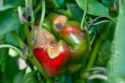 Sweet Bulgarian pepper, affected by Vertex Rot or pepper anthracnose, on a bush close-up. Vegetables are rotting in the garden. Crop loss. Problems of agriculture, pepper diseases.