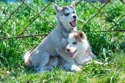 Two funny blue-eyed Siberian husky puppies sitting with their mouths open on green grass in summer park near an iron fence. one looks into camera, other away from the camera. purebred dogs, pets.