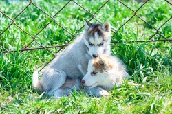 Two blue-eyed Siberian husky puppies play on the green grass in a summer park near an iron fence. purebred dogs, pets.