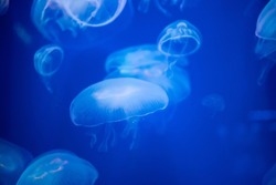 Closeup of Sea Moon jellyfish translucent blue light color and dark background.Aurelia aurita swimming underwater shots glowing jellyfish moving in water pattern.
