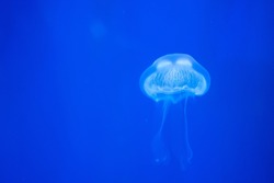 Closeup of Sea Moon jellyfish translucent blue light color and dark background.Aurelia aurita swimming underwater shots glowing jellyfish moving in water pattern.
