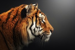 Profile portrait of Bengal tiger, Panthera tigris tigris, isolated on gray-black background