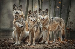A pack of four wolves (Canis lupus) in the leaves