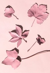Monochromatic fall concept. Light pink leaves on pastel background. Minimalistic autumn composition. Nature flat lay idea.