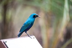 Greater blue-eared starling eyeing its next meal in Kruger National Park, South Africa
