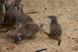 So many cute meerkats at one place. They are running and playing together in the sand. Another meerkat stands and looking around for some dangerous animals to run away.