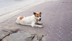 Homeless and hungry dog abandoned on the streets