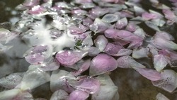Rose flower pink petals floating water surface with natural sun light ray or sky reflection. Elegant and luxury spa, aromatic, aroma, Ayurveda, aromatherapy and wellness abstract advertise background.