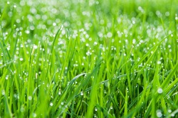 lush green grass covered in early morning dew