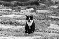 Black and white cat with yellow eyes staring at the camera. Two color cat seated down on the ground looking at the front. Beautiful alley cat roaming around. International Cat day. Animal portrait. BW