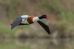 The common shelduck is a waterfowl species of the shelduck genus, Tadorna. It is widespread and common in the Euro-Siberian region of the Palearctic,Scientific name(Tadorna tadorna)