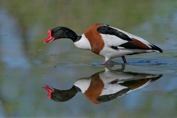 The common shelduck is a waterfowl species of the shelduck genus, Tadorna. It is widespread and common in the Euro-Siberian region of the Palearctic,Scientific name(Tadorna tadorna)
