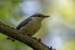The Eurasian nuthatch, also known as the wood nuthatch, is a small passerine bird found in the Palearctic and Europe.It is a short-tailed bird with a long bill, blue-grey upperparts, and a black eye.
