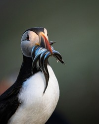 Puffins are any of three species of small alcids (auks) in the bird genus Fratercula. These are pelagic seabirds that feed primarily by diving in the water. Close-up of a puffins bird.