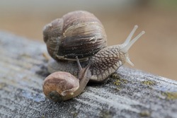 snail is, in loose terms, a shelled gastropod. The name is most often applied to land snails, terrestrial pulmonate gastropod molluscs. High Quality Photo.