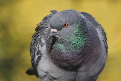 Feral pigeons, also called city doves, city pigeons, or street pigeons, are descended from domestic pigeons that have returned to the wild. The domestic pigeon was originally bred from the wild rock.