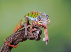 Common chameleon or Mediterranean chameleon (Chamaeleo chamaeleon) is a species of chameleon native to the Mediterranean Basin and parts surrounding the Red Sea.