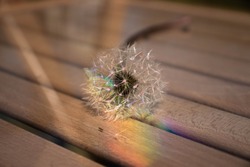 It is a marco photo of dandelion with the rainbow.