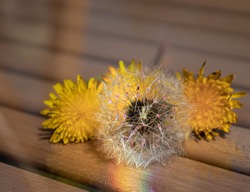 It is a marco photo of dandelion with the rainbow.