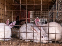 Lots of big and small rabbits in a cage at the bazaar for sale.