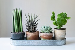Common spear plant, zebra plant,Echeveria succulent plant and fern ,green houseplant pots on white table top background