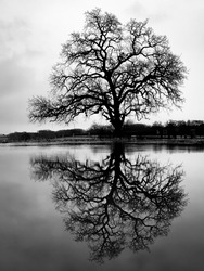 Lone Tree Reflection Lake Side taken in Highland Village Texas