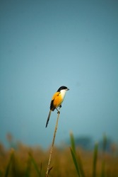  Long-tailed shrike bird Photo with beautiful sky color background  and  nature view  
