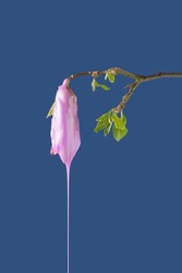 A creative concept made of a sprig of magnolia and a color flowing on a blue background. Minimal spring concept.