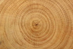 Wood grain of tree stump