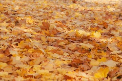 Bright colorful autumn maple leaves on the ground. Autumn yellow, orange and red leaves are scattered on the ground. autumn background