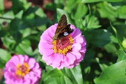 A Common Silver-Spotted Skipper Butterfly on a Pink Zinnia Flower