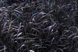 A Dark Tall Grass Texture
