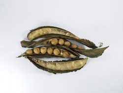Dry peas seeds and dry pod.  Isolated on white background. manila bean 