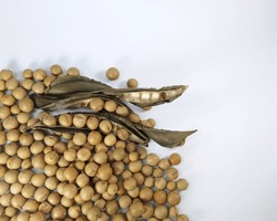 Dry peas seeds with the pod on white background 
